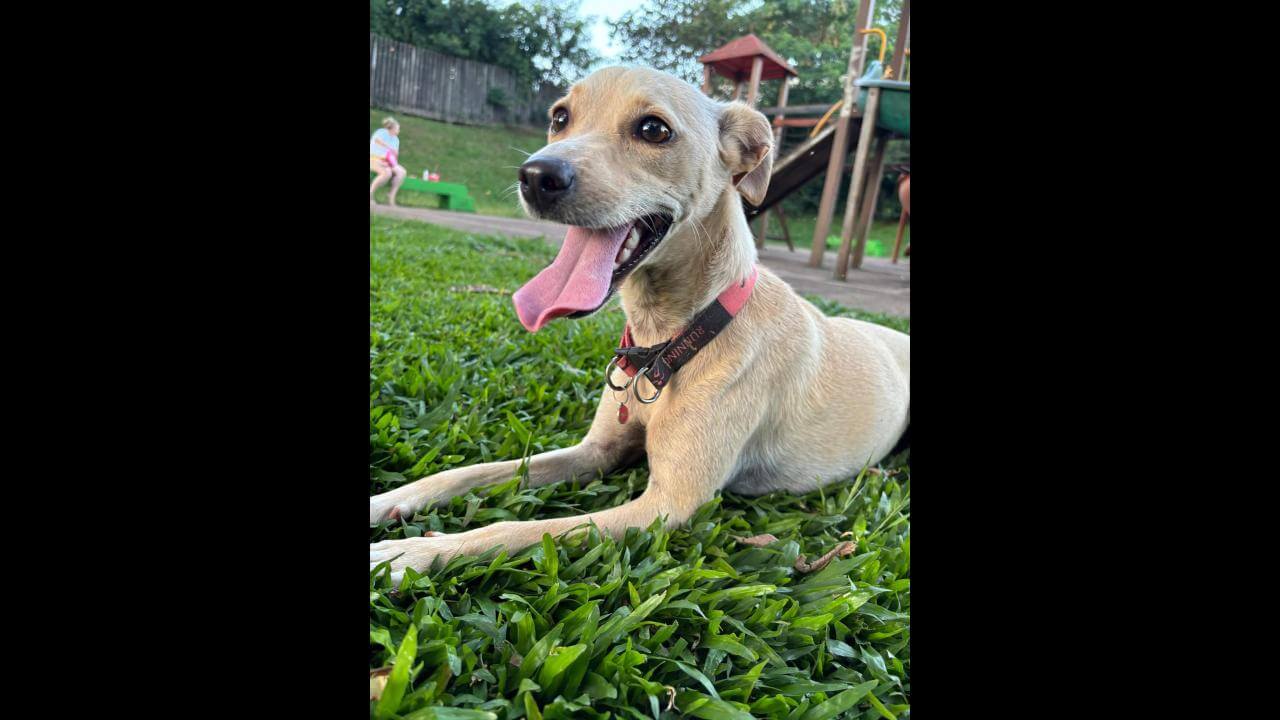Cachorra Zara desapareceu no bairro Canadá