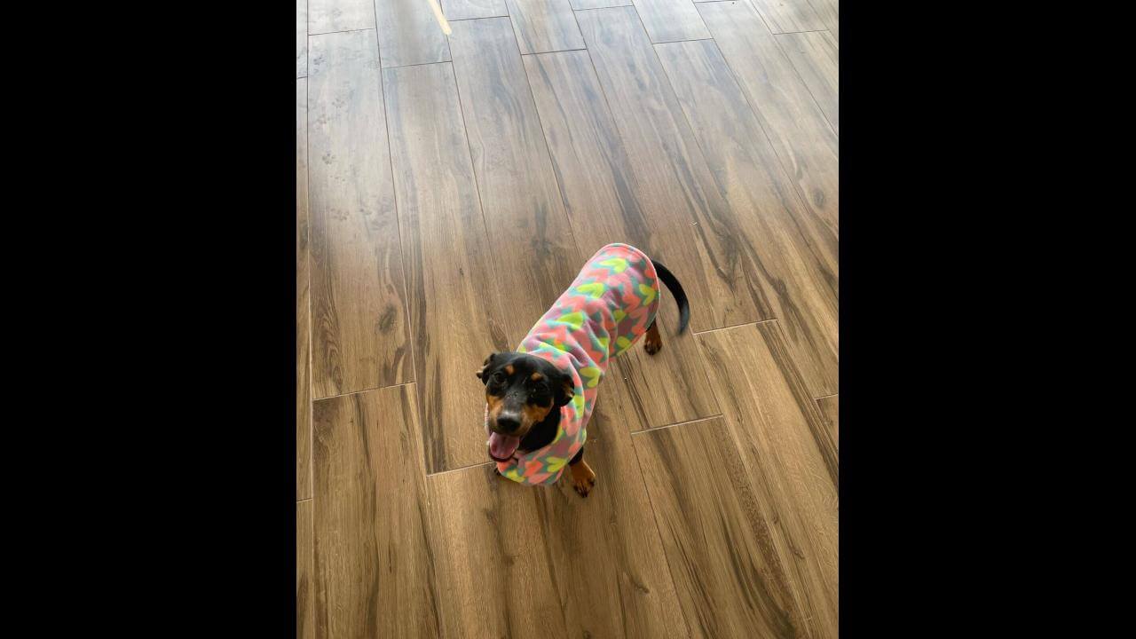 Cachorro JORGINHO desapareceu no bairro Coqueiral Cachorro JORGINHO desapareceu no bairro Coqueiral