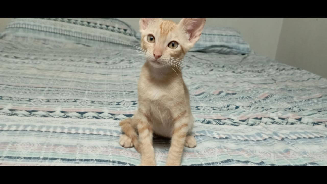 Gato Leon desapareceu no bairro Ciro Nardi Gato Leon desapareceu no bairro Ciro Nardi