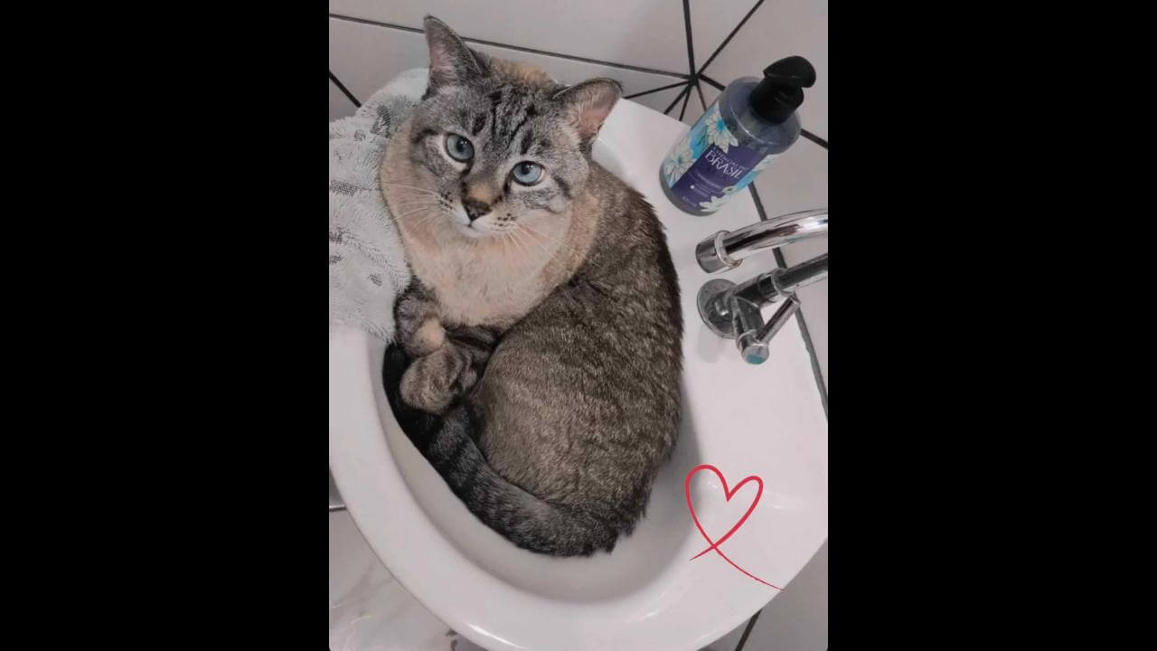 Gata Mimi desapareceu no bairro Jardim Veneza Gata Mimi desapareceu no bairro Jardim Veneza