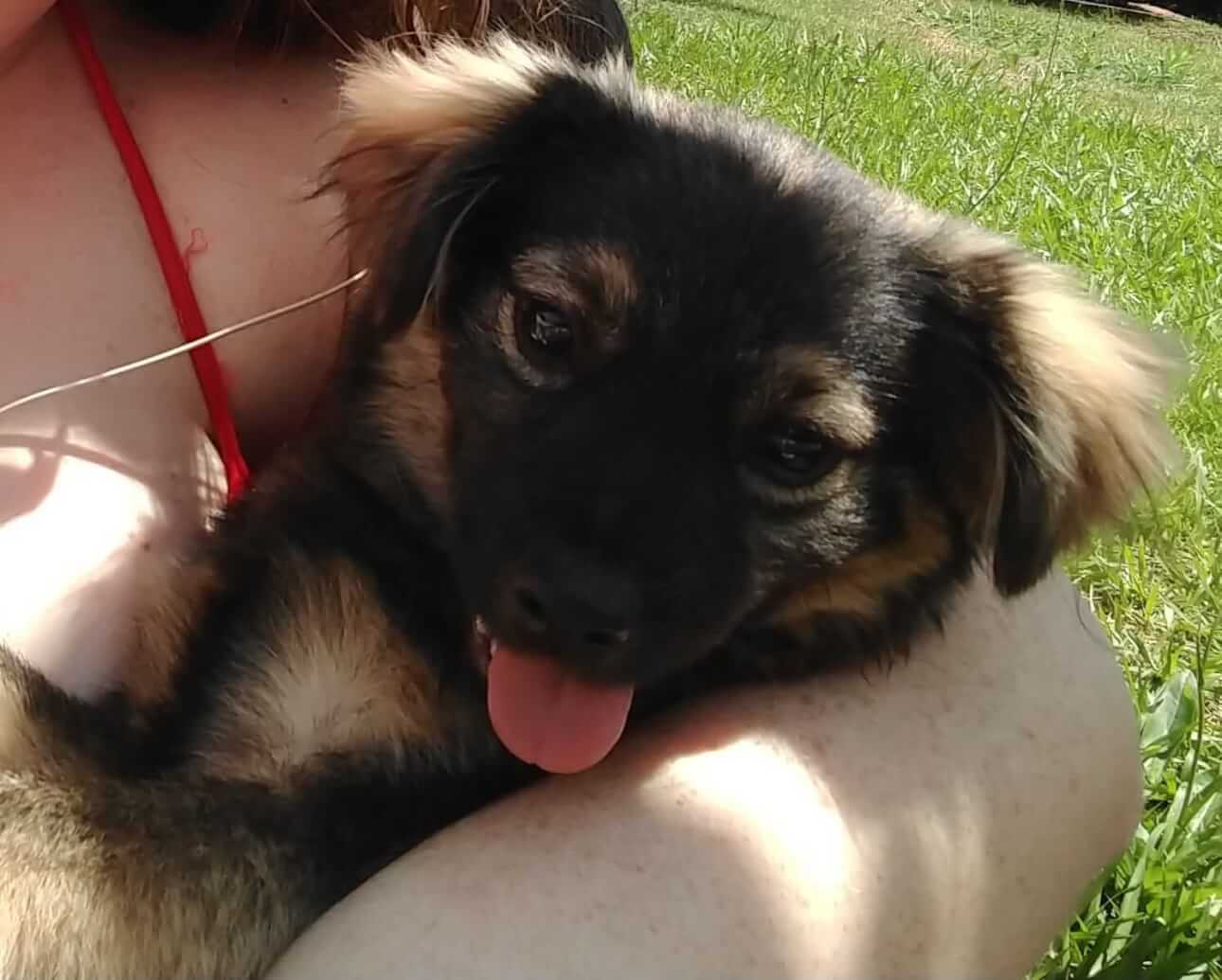 Cachorro Ramon desapareceu no bairro Alto Alegre