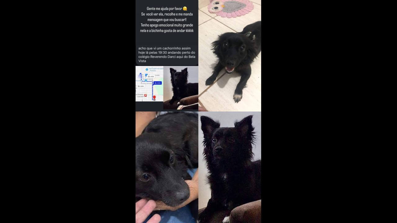 Cachorra Neguinha desapareceu no bairro Floresta