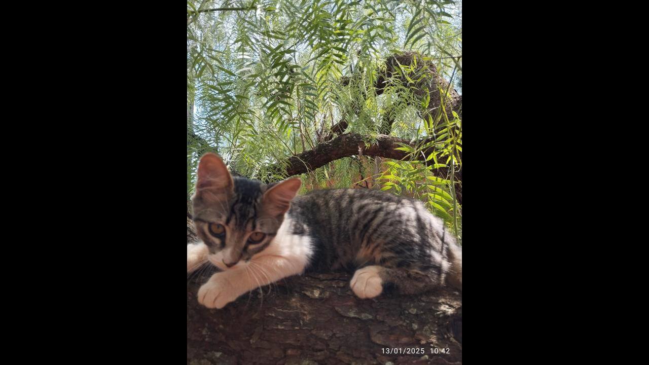 Gata Bela desapareceu no bairro Interlagos