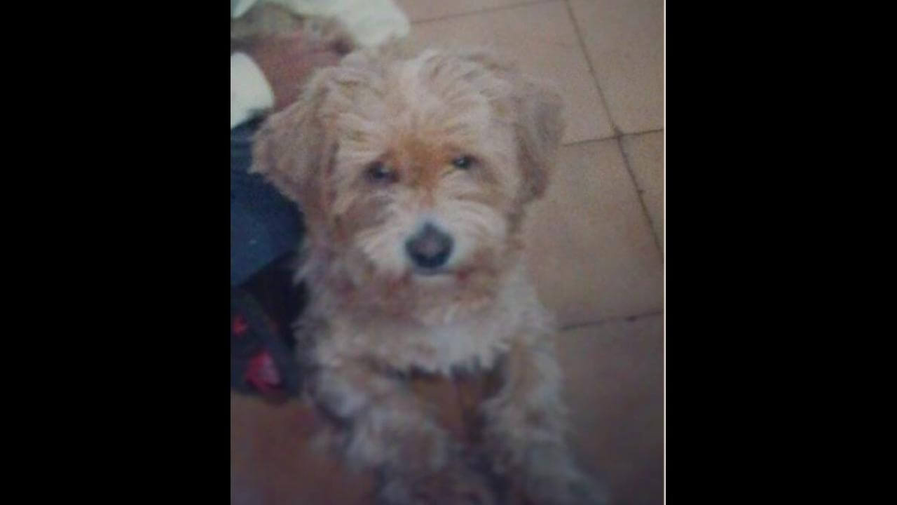 Cachorro Loran desapareceu no bairro Coqueiral