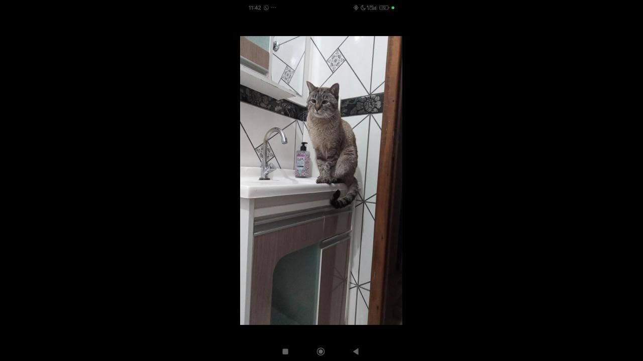 Gata Mimi desapareceu no bairro Jardim Veneza Gata Mimi desapareceu no bairro Jardim Veneza