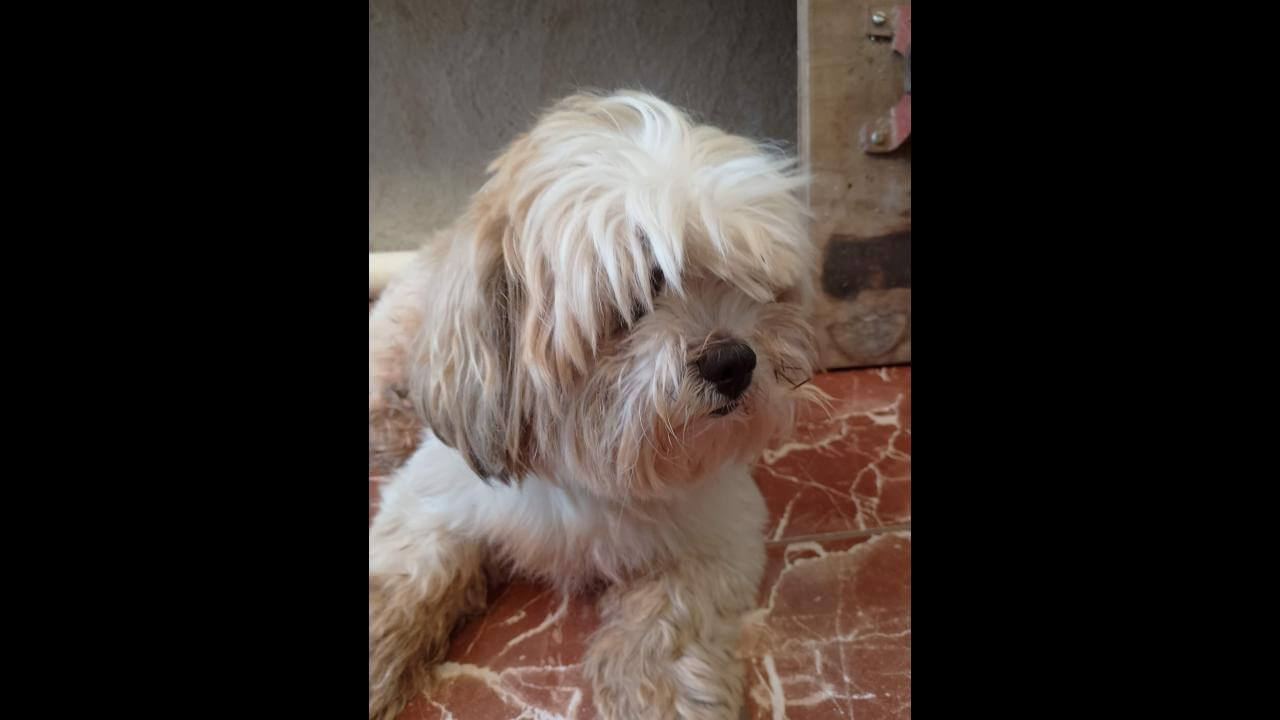 Cachorro é encontrado no bairro Cascavel Velho Cachorro é encontrado no bairro Cascavel Velho