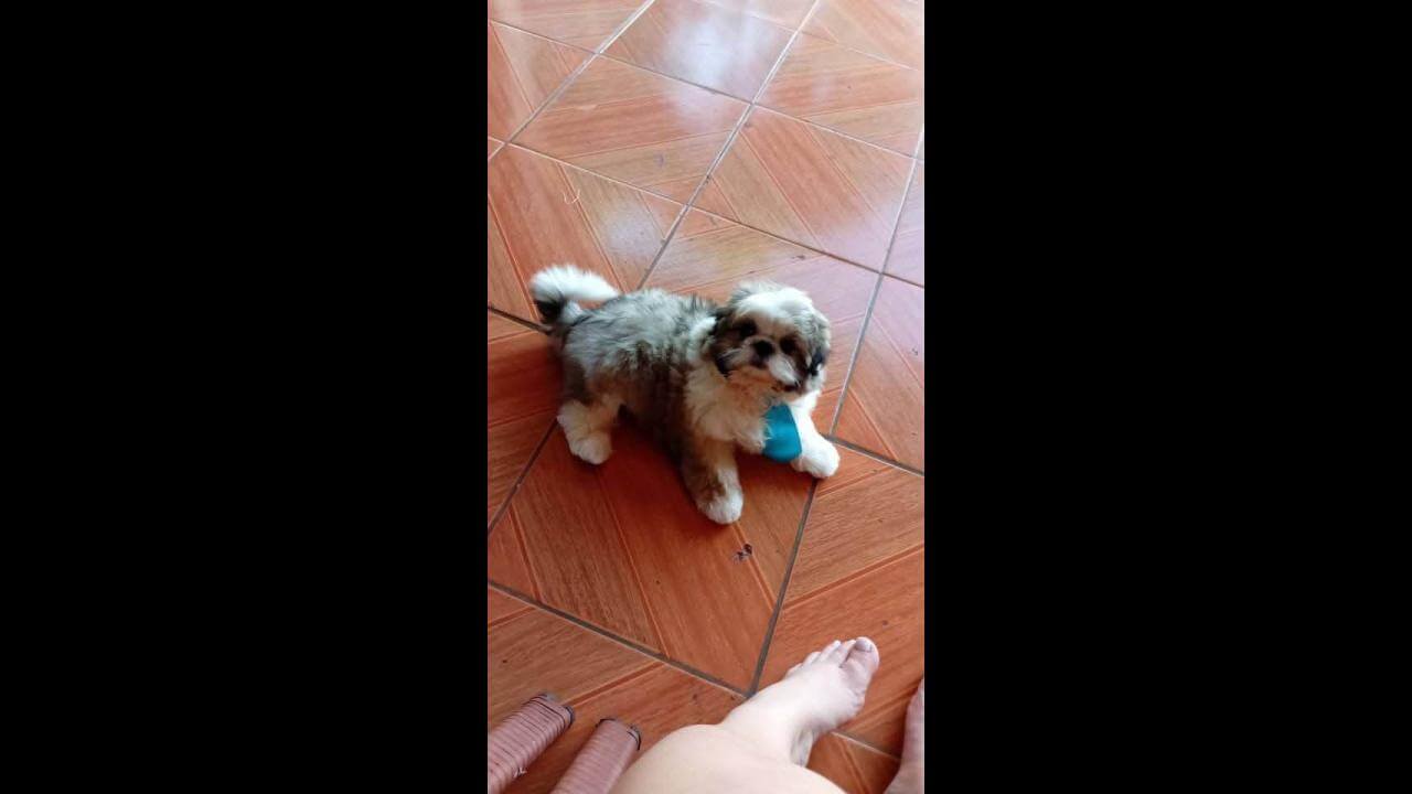 Cachorro MENY desapareceu no bairro Brasília