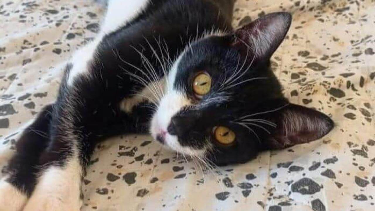 Gata Tete desapareceu no bairro São Cristóvão