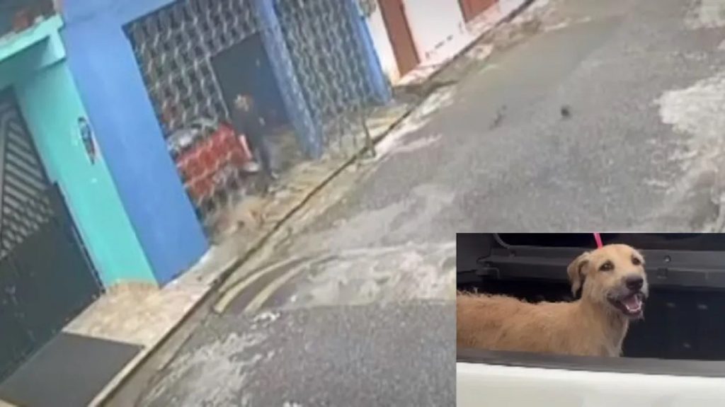 Após atrair cachorro caramelo com comida, homem joga água quente no animal