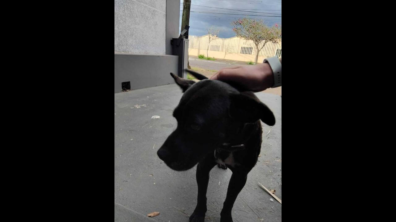 Cachorro é encontrado no bairro Maria Luiza