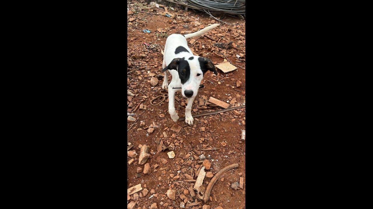 Cachorro é encontrado no bairro Brasília