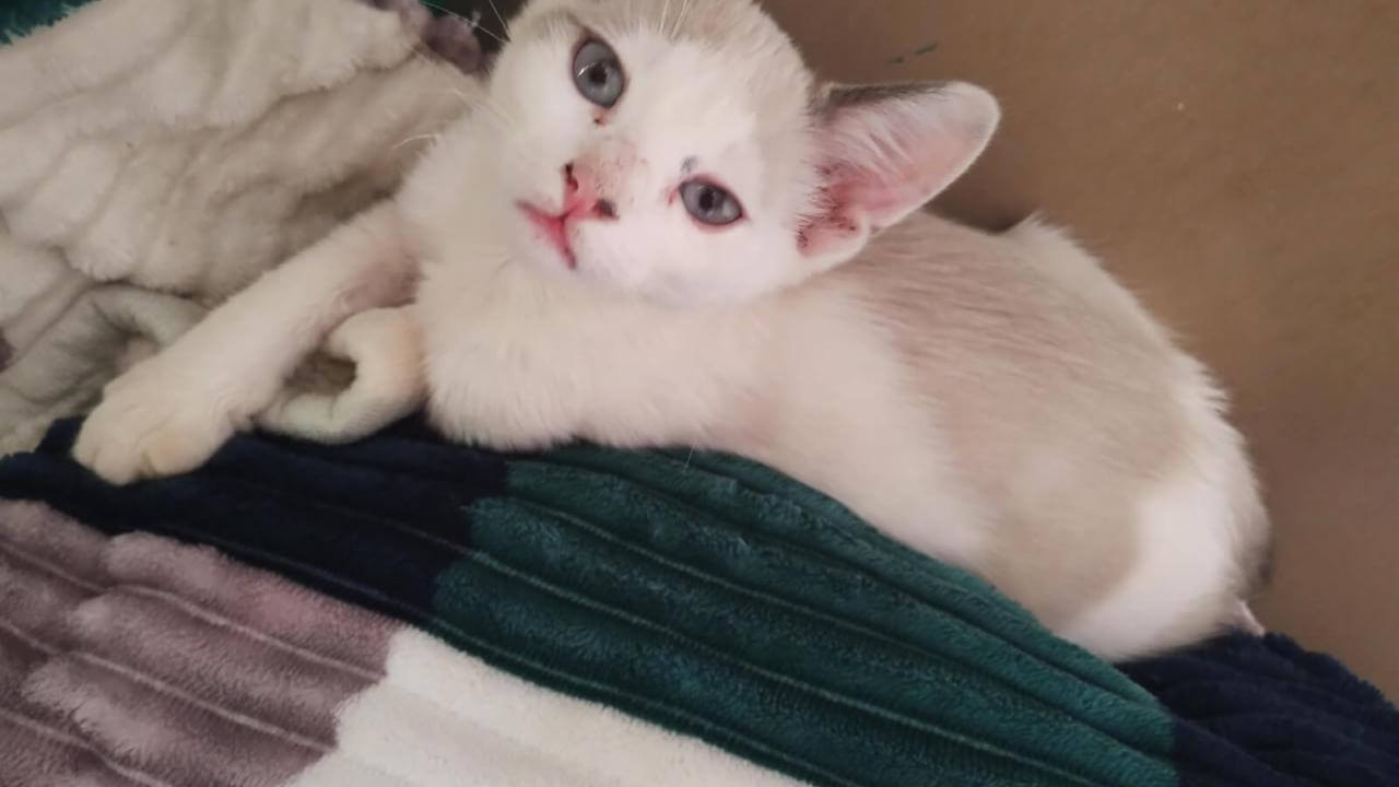 Gato Théo desapareceu no bairro São Cristóvão