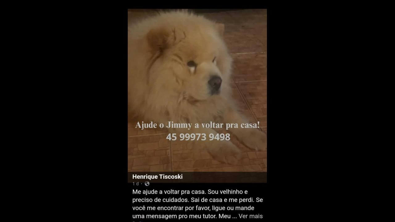 Cachorro Jimmy desapareceu no bairro Canadá Cachorro Jimmy desapareceu no bairro Canadá