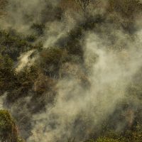 Imagem referente a Crise climática pode provocar nova extinção em massa, diz pesquisador