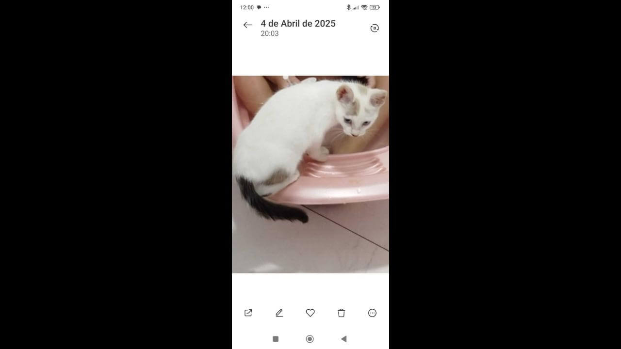 Gata Sukita desapareceu no bairro Jardim Veredas