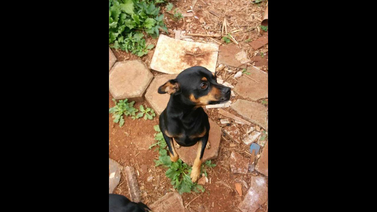 Cachorro Negão desapareceu no bairro Centro