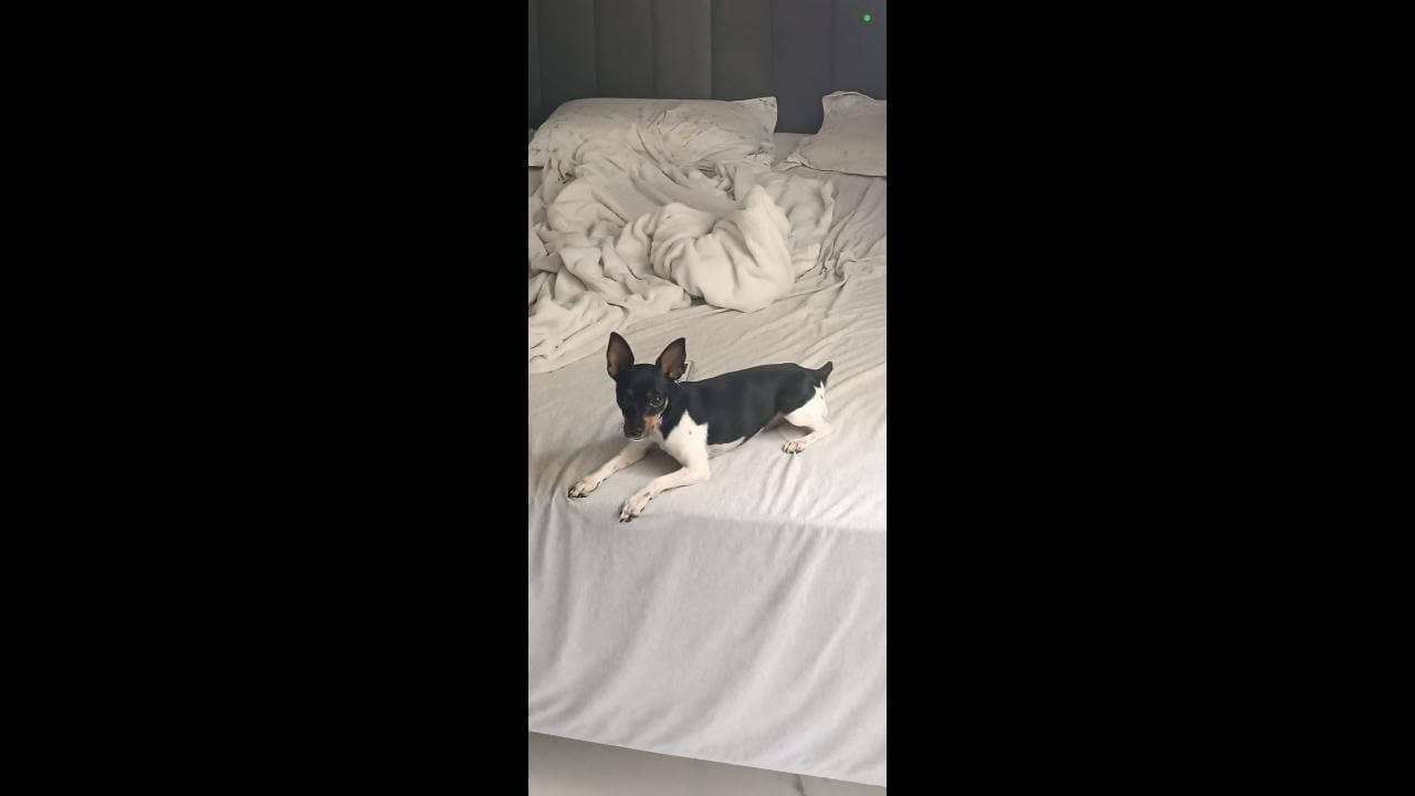 Cachorro Max desapareceu no bairro Santa Cruz