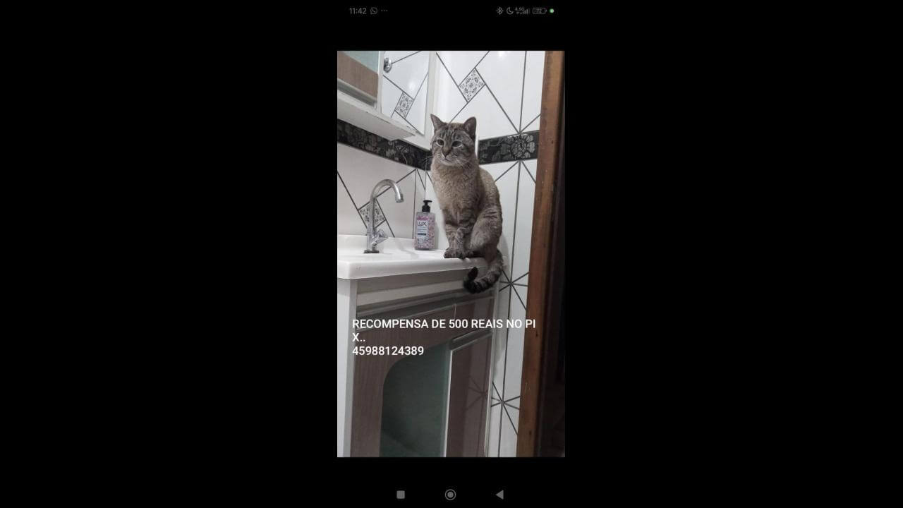 Gata desapareceu no bairro Jardim Veneza