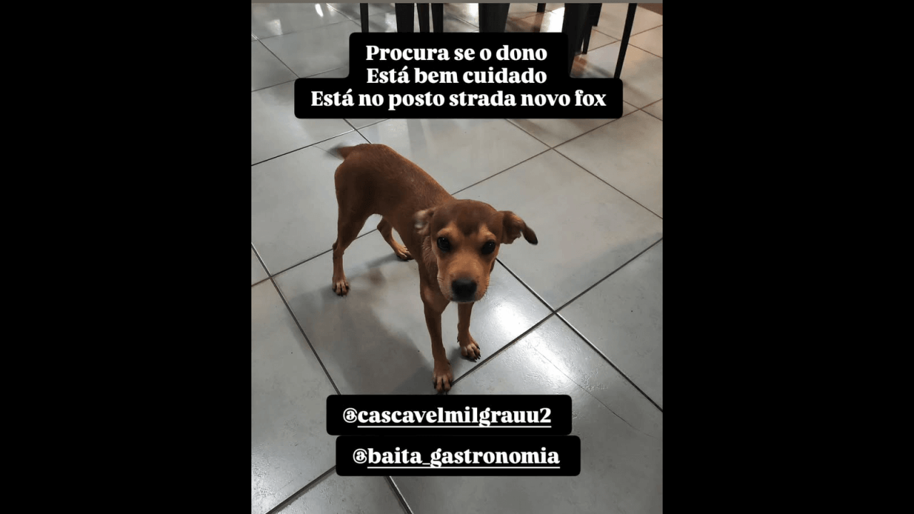Cachorro é encontrado no bairro Parque São Paulo Cachorro é encontrado no bairro Parque São Paulo