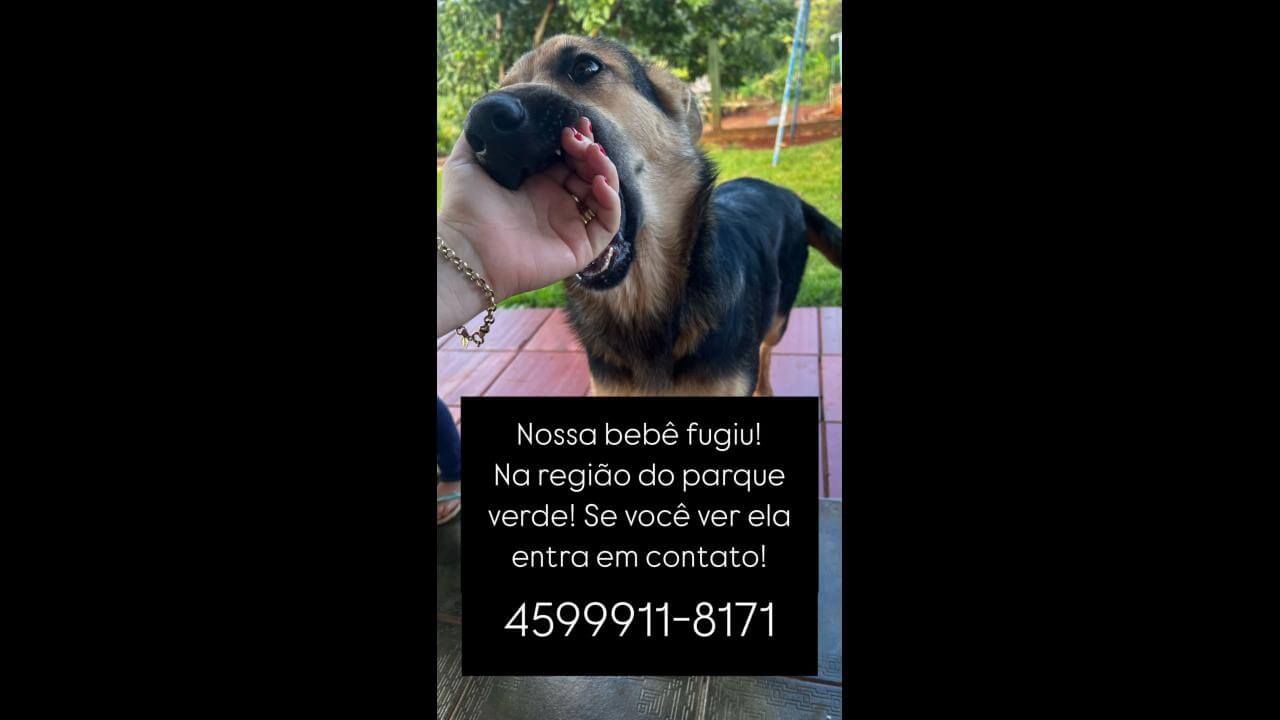 Cachorra Sereia desapareceu no bairro Parque Verde Cachorra Sereia desapareceu no bairro Parque Verde