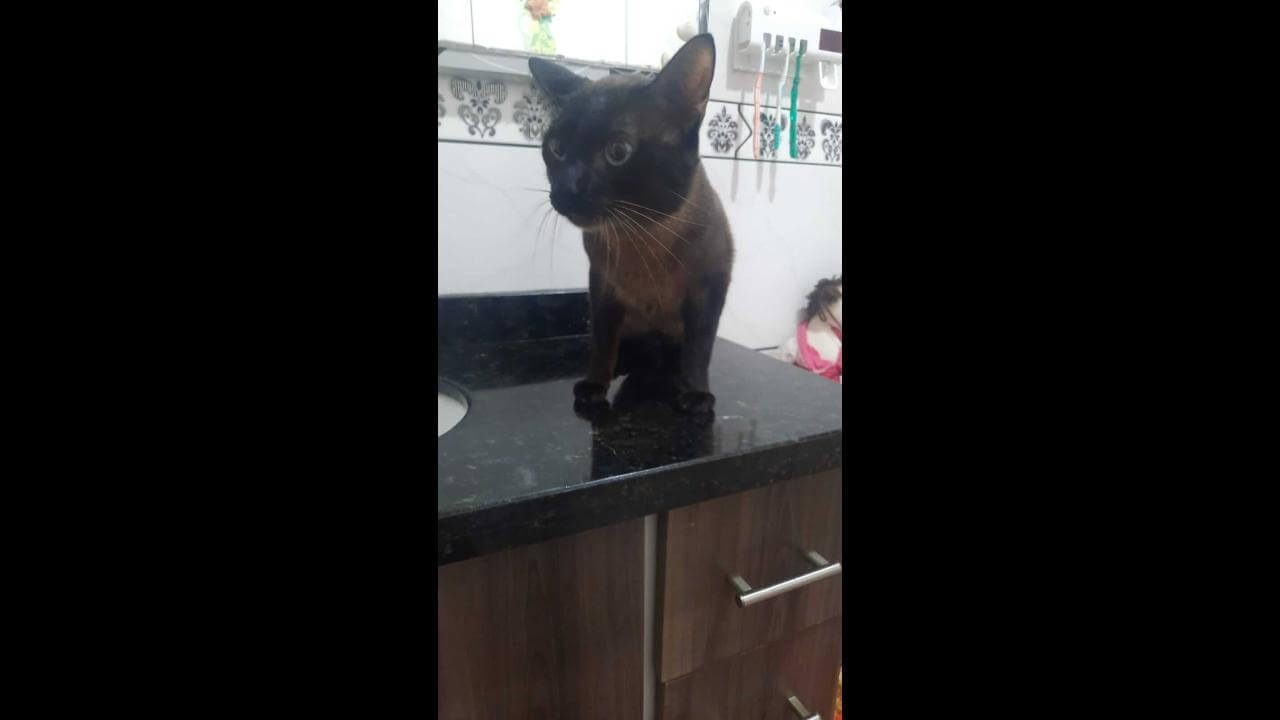Gato Neymar desapareceu no bairro Periolo