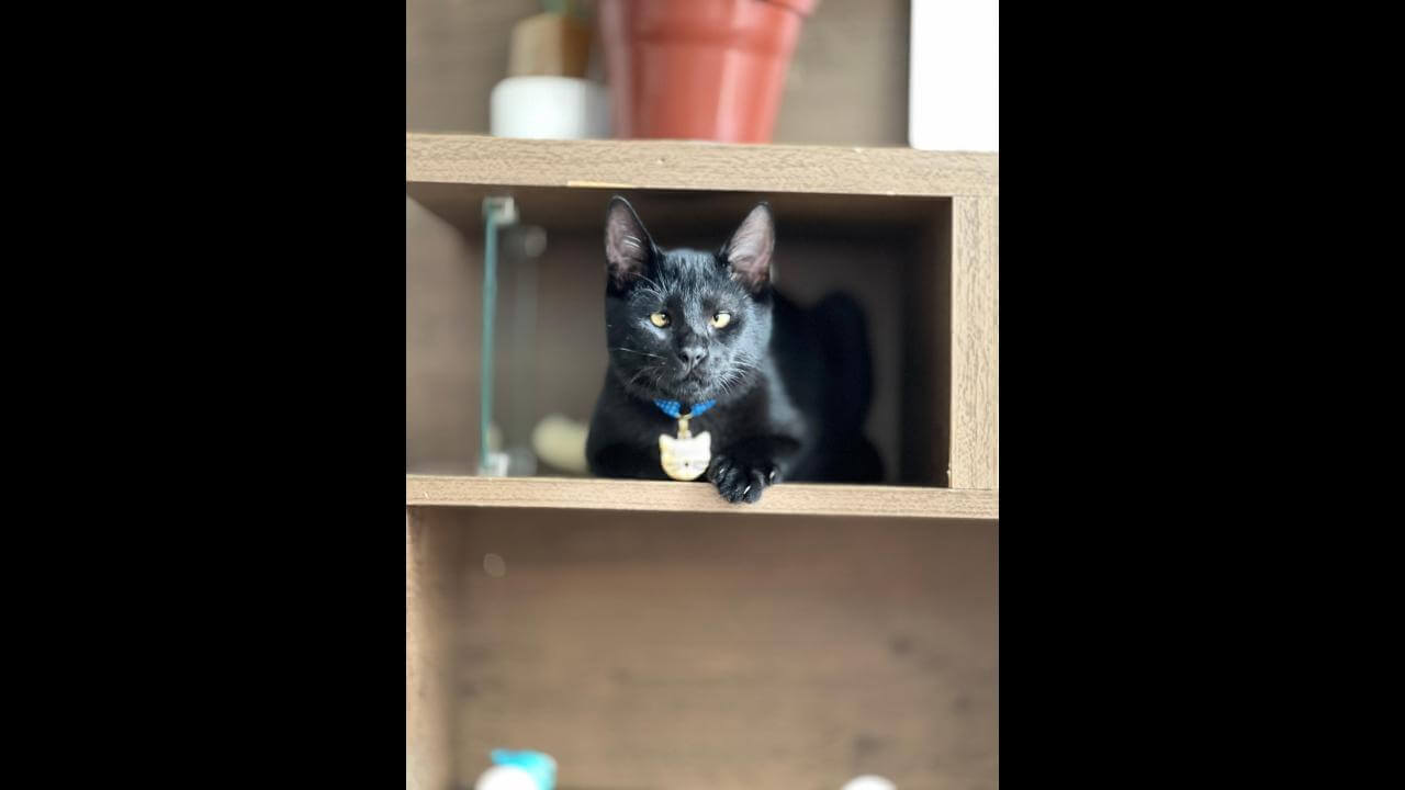 Gato Rudá desapareceu no bairro Centro Gato Rudá desapareceu no bairro Centro