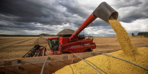 Após primeiras colheitas, Conab confirma estimativa de safra recorde Imagem referente a Após primeiras colheitas, Conab confirma estimativa de safra recorde