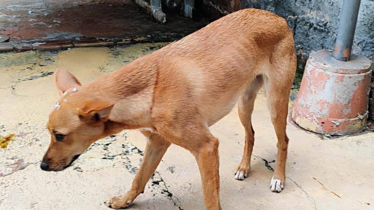 Cachorra é encontrada no bairro Centro