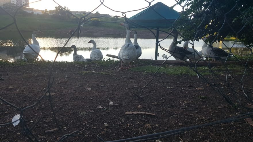 Risco de acidentes: Ecopark Oeste é vandalizado e patos estão fugindo em direção à rua