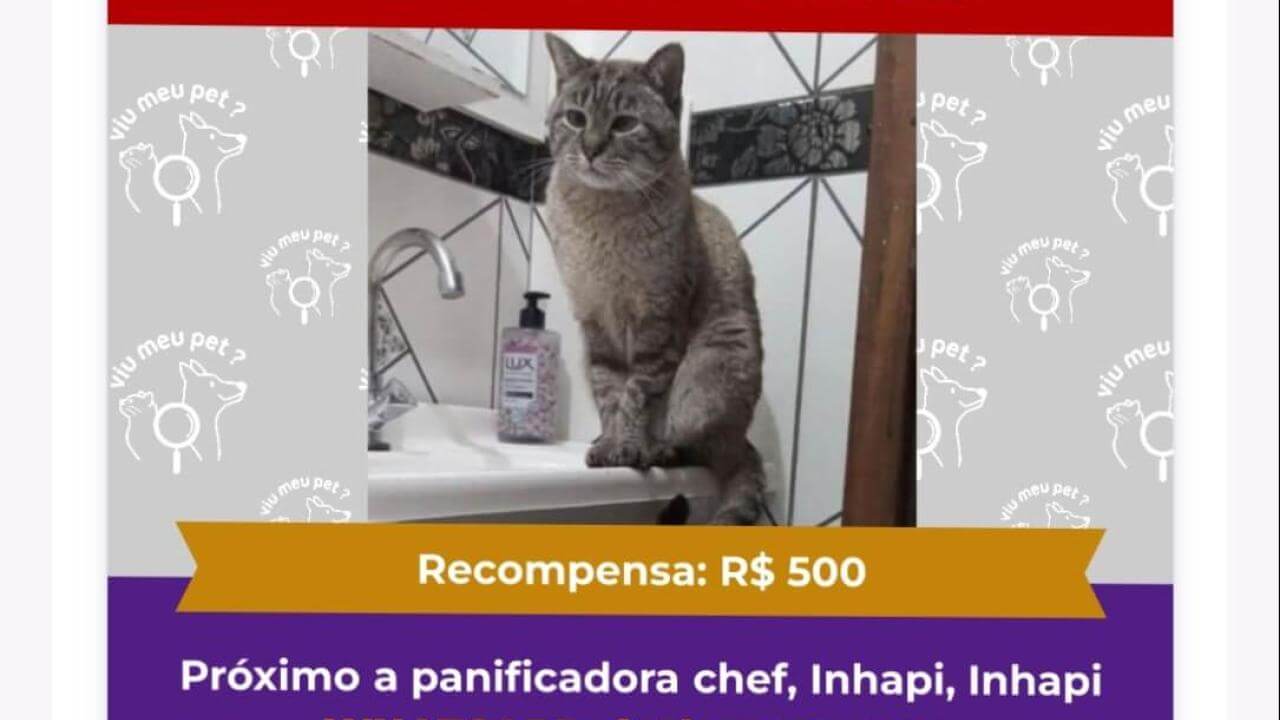 Gata desapareceu no bairro Jardim Veneza