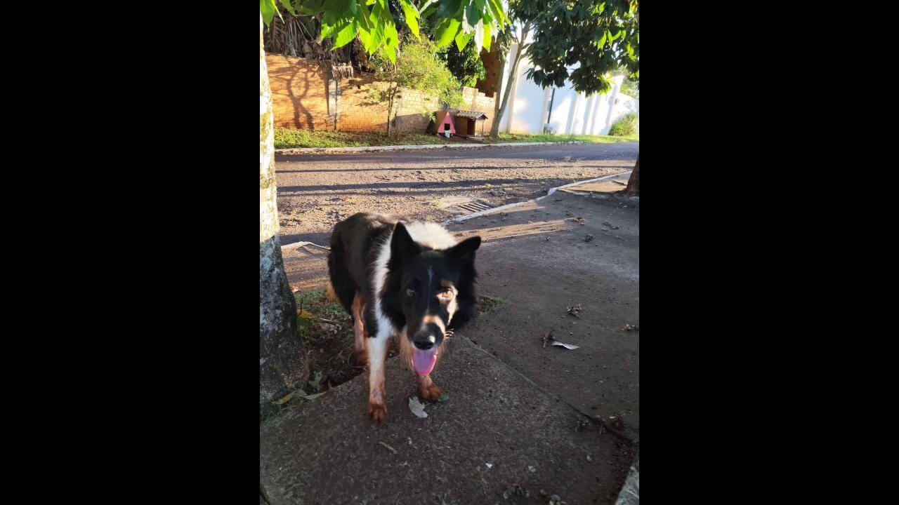 Cachorro é encontrado no bairro Região do Lago