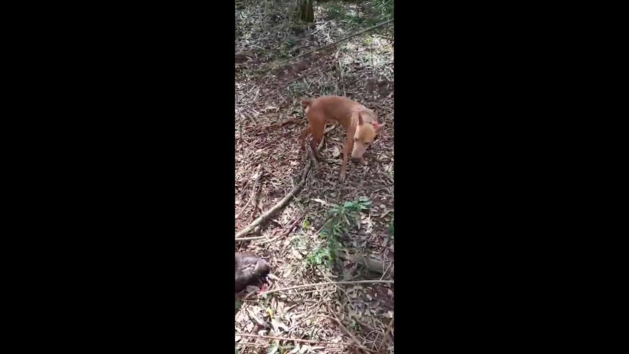 Cachorro Pitoco desapareceu no bairro Cataratas