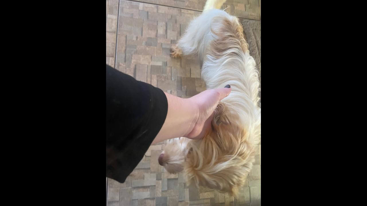 Cachorra é encontrada no bairro Brasília