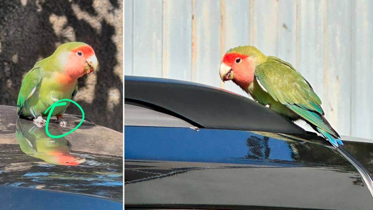 Periquito é encontrado no bairro Alto Alegre