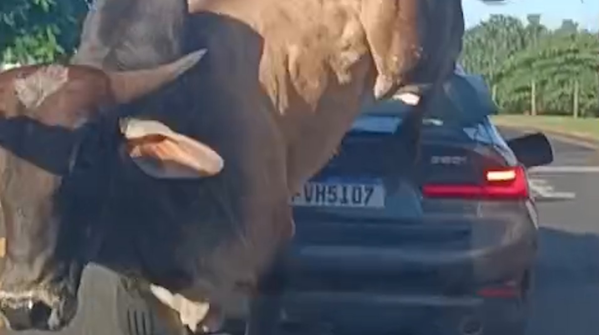 Touro solto persegue homem e salta sobre BMW