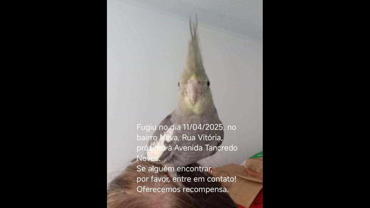 Calopsita Pequenino desapareceu no bairro Neva