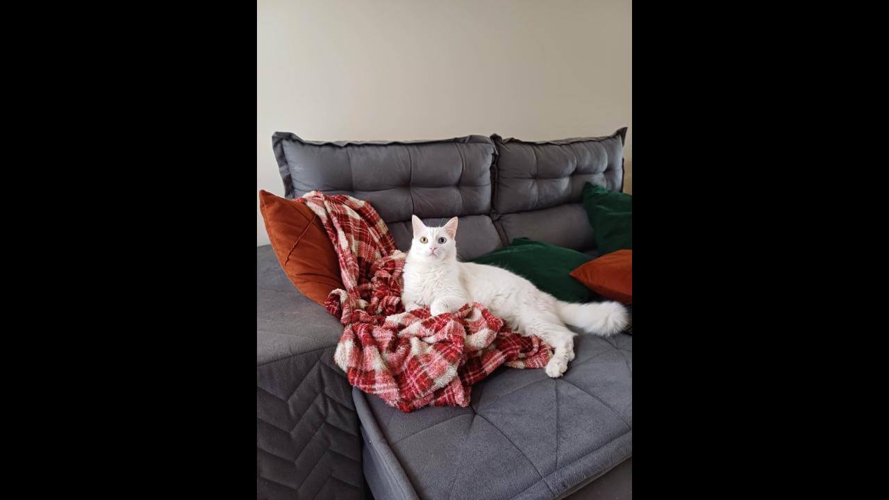 Gata Nix desapareceu no bairro Morumbi