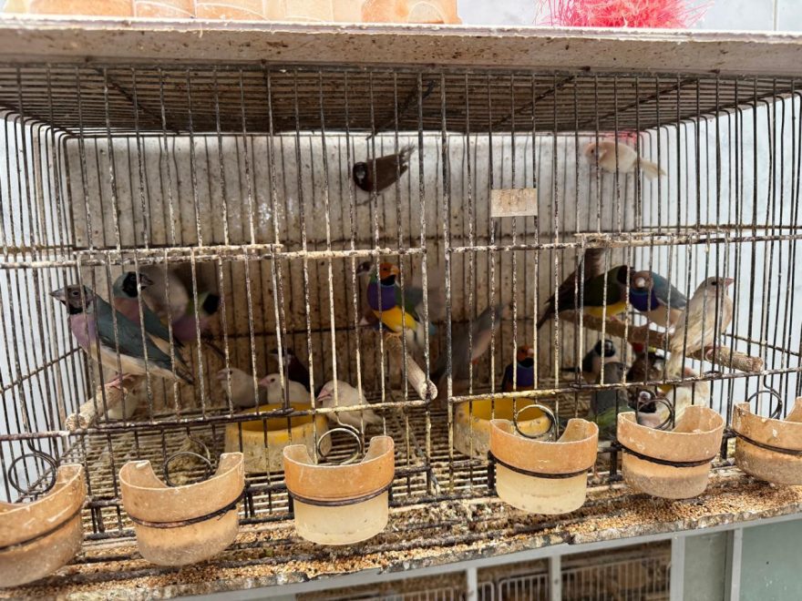 Operação de resgate: Polícia Civil salva 5 mil aves em situação de maus-tratos
