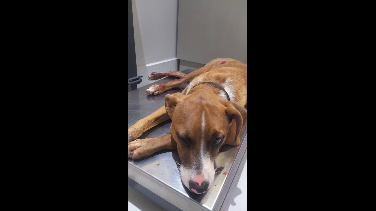 Cachorro é encontrado no bairro São Cristóvão
