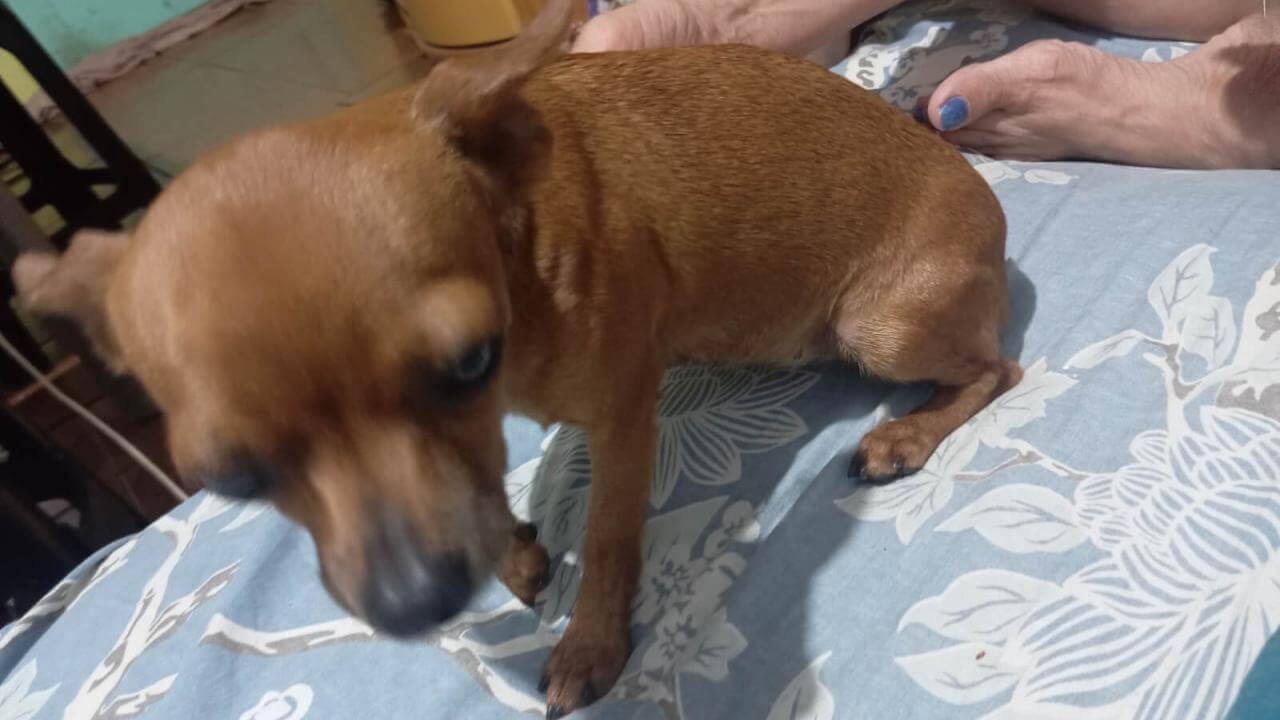 Cachorra é encontrada no bairro São Cristóvão