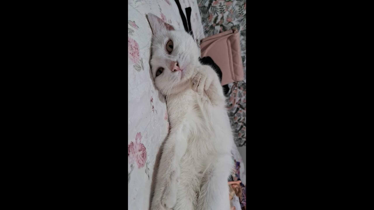 Gata Nezie elen desapareceu no bairro Esmeralda