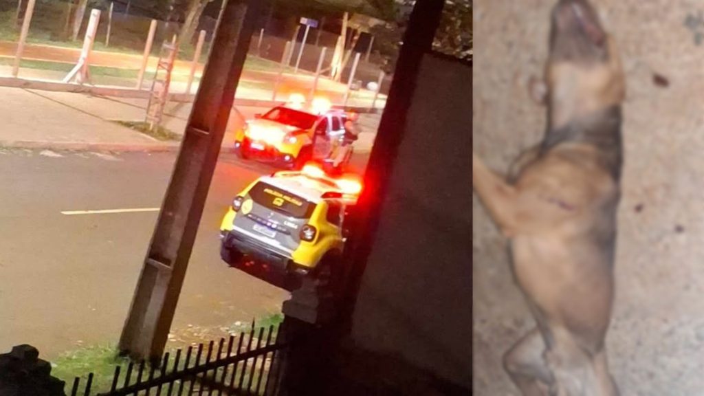 Briga por causa de som alto termina com cão morto a facadas e agressão no Santa Felicidade