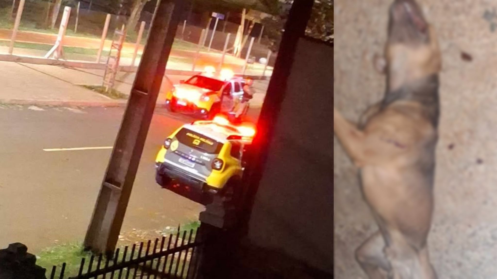 Briga por causa de som alto termina com cão morto a facadas e agressão no Santa Felicidade