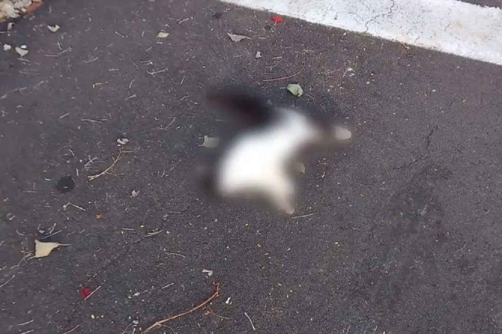 Denúncia aponta morte de pelo menos 15 gatos em pátio de empresa em Umuarama