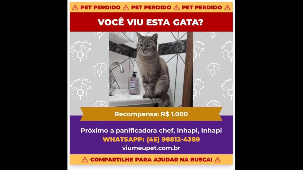 Gata desapareceu no bairro Jardim Veneza