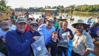 Em Japurá, Estado promove repovoamento do Rio Ivaí com 150 mil peixes nativos
