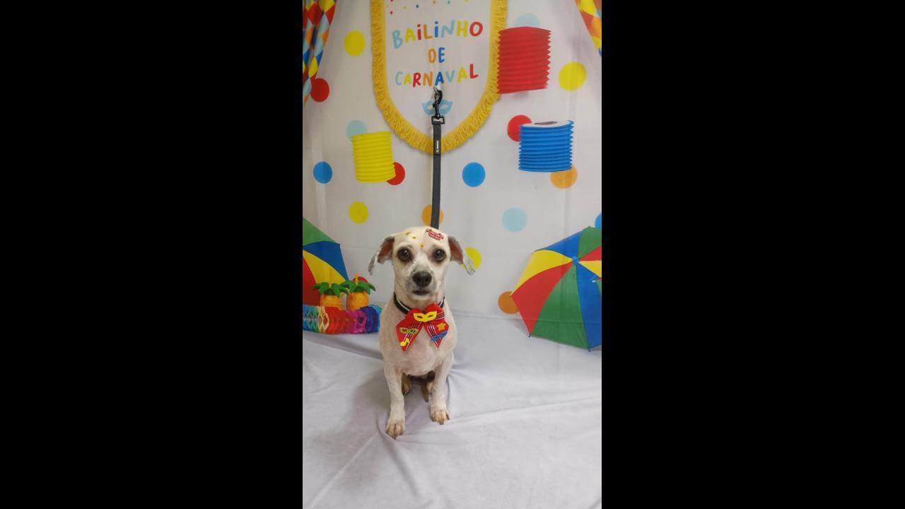 Cachorra Luna desapareceu no bairro Alto Alegre