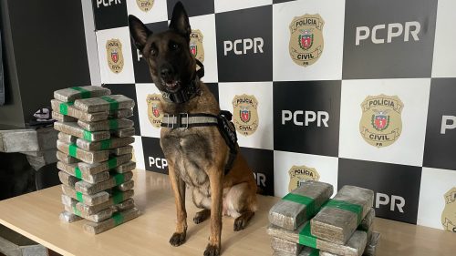 Casal é preso com 23 quilos de maconha escondidos em malas durante fiscalização em Céu Azul Imagem referente a Casal é preso com 23 quilos de maconha escondidos em malas durante fiscalização em Céu Azul