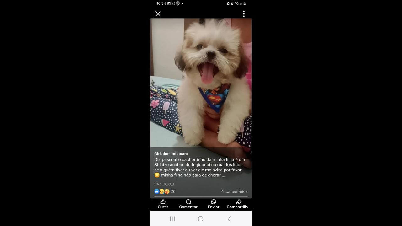 Cachorro Lucky desapareceu no bairro Guarujá