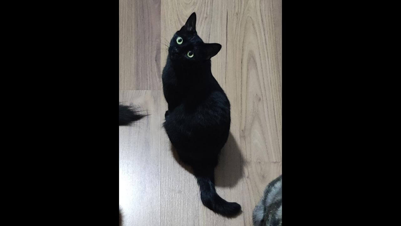 Gata Geléia desapareceu no bairro Esmeralda